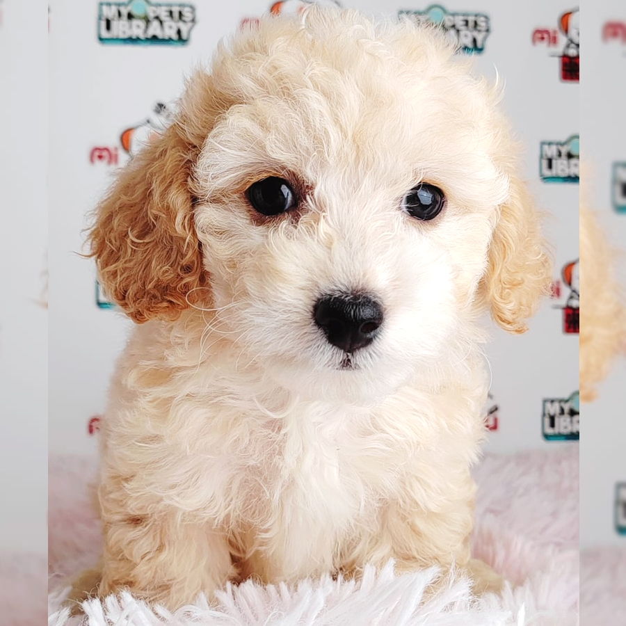 Toy Poodle Puppy (Male) For Sale