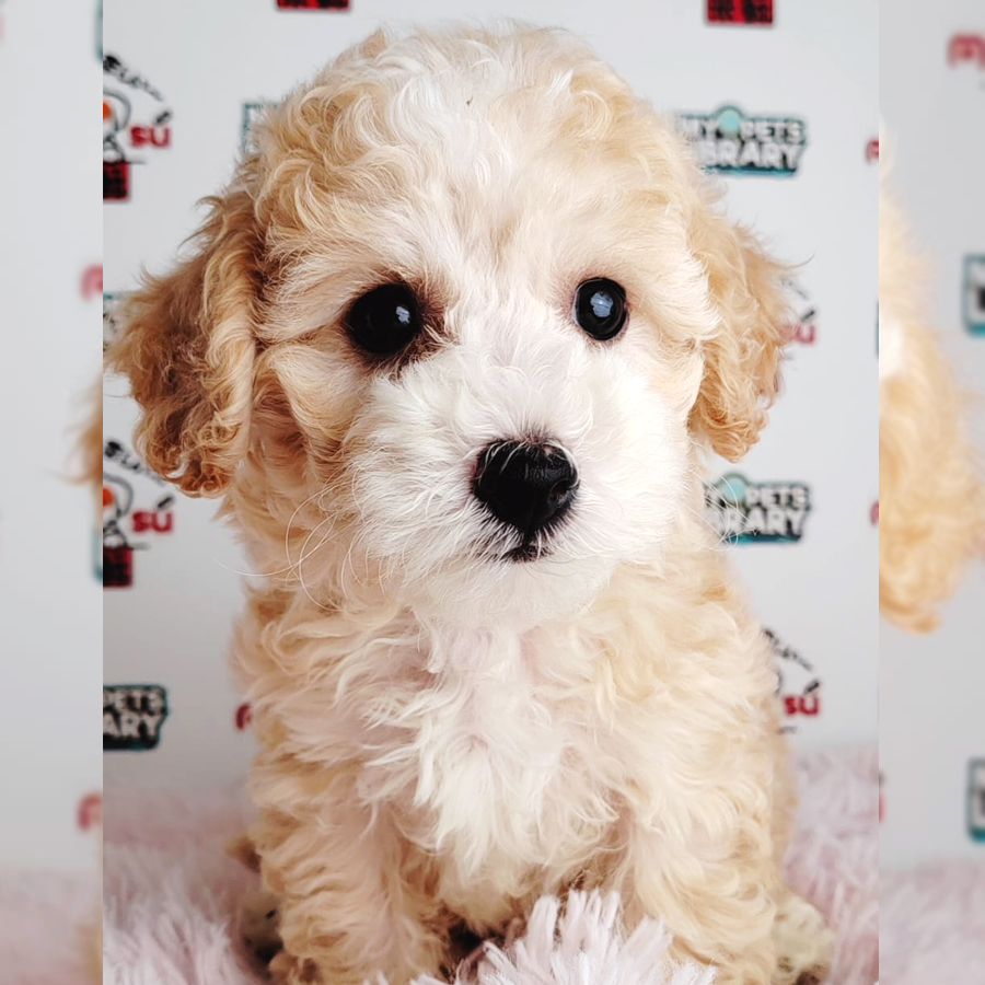 Toy Poodle Puppy (Male) For Sale