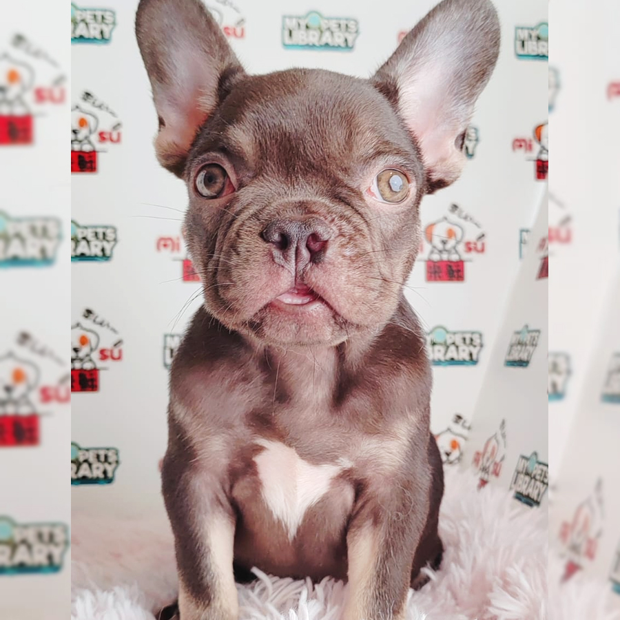 French Bulldog Puppy (Male) For Sale