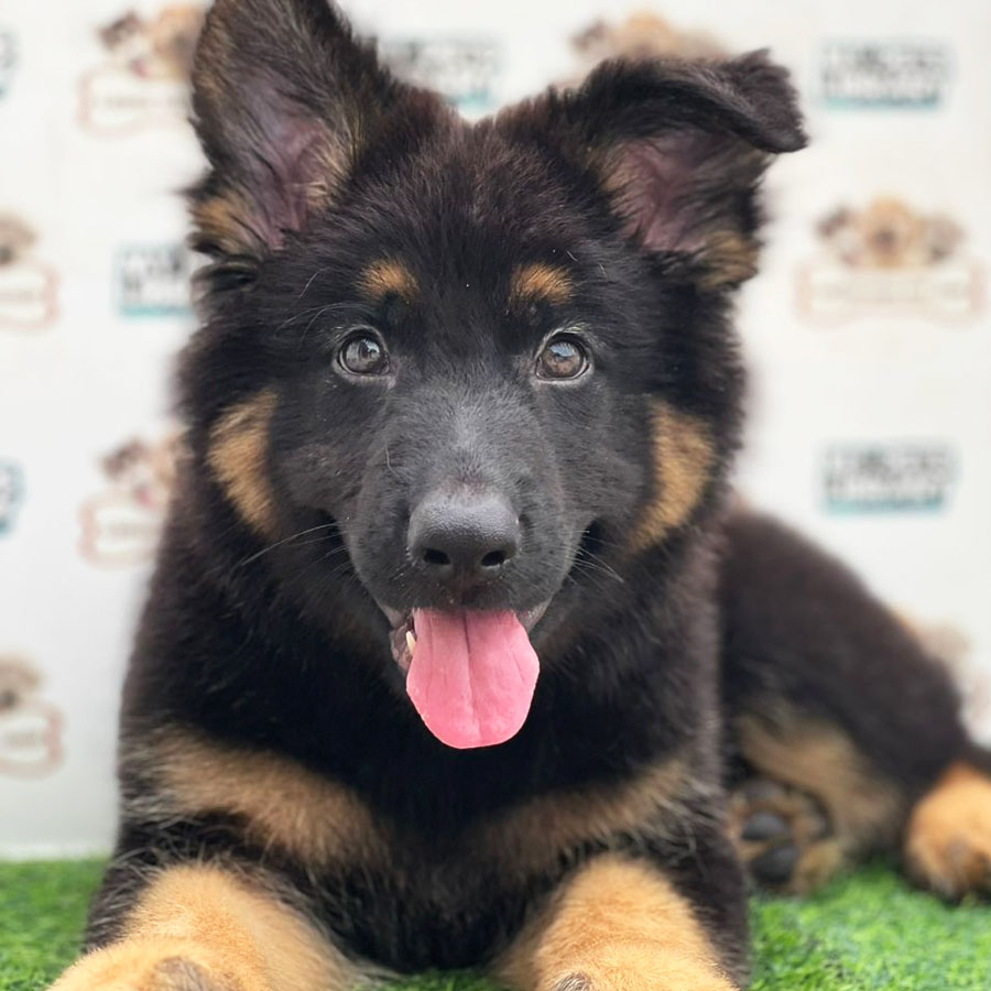German Shepherd Puppy (Male) For Sale