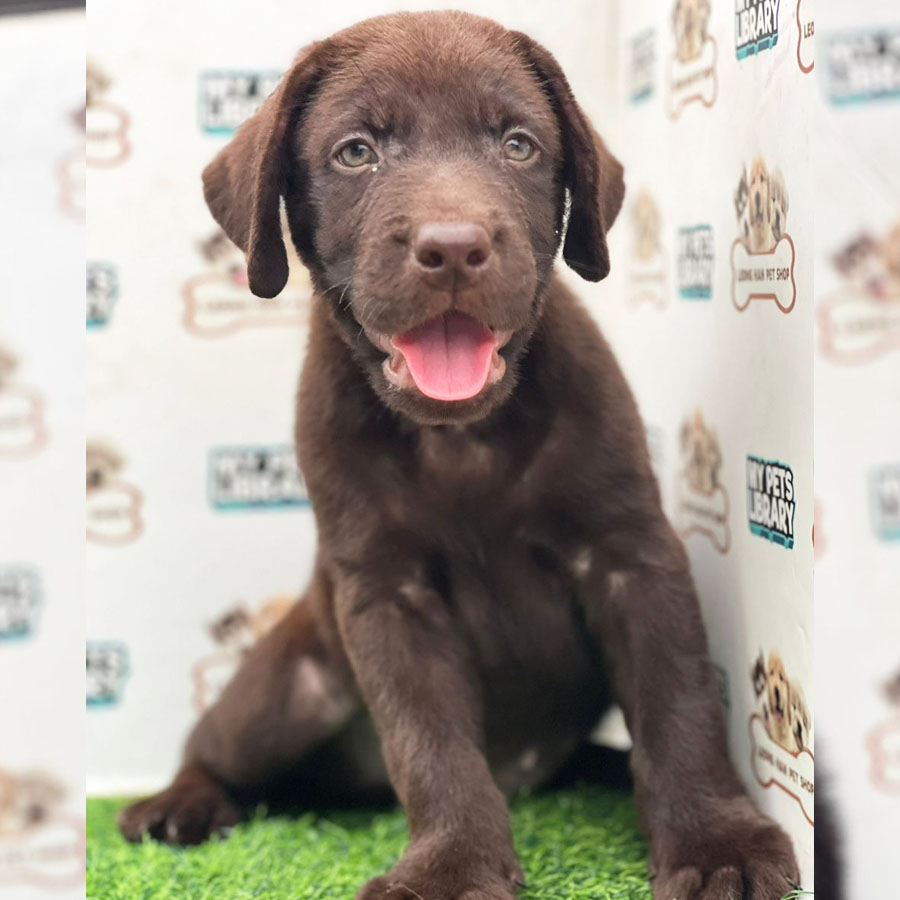 Labrador Retriever Puppy (Male) For Sale