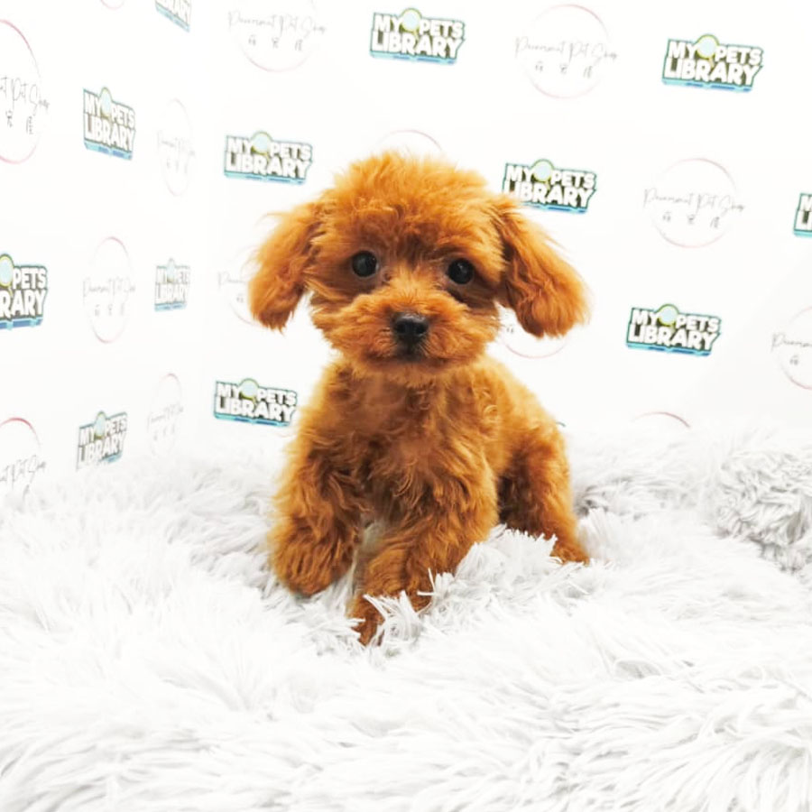 Teacup Poodle Puppy (Female) For Sale