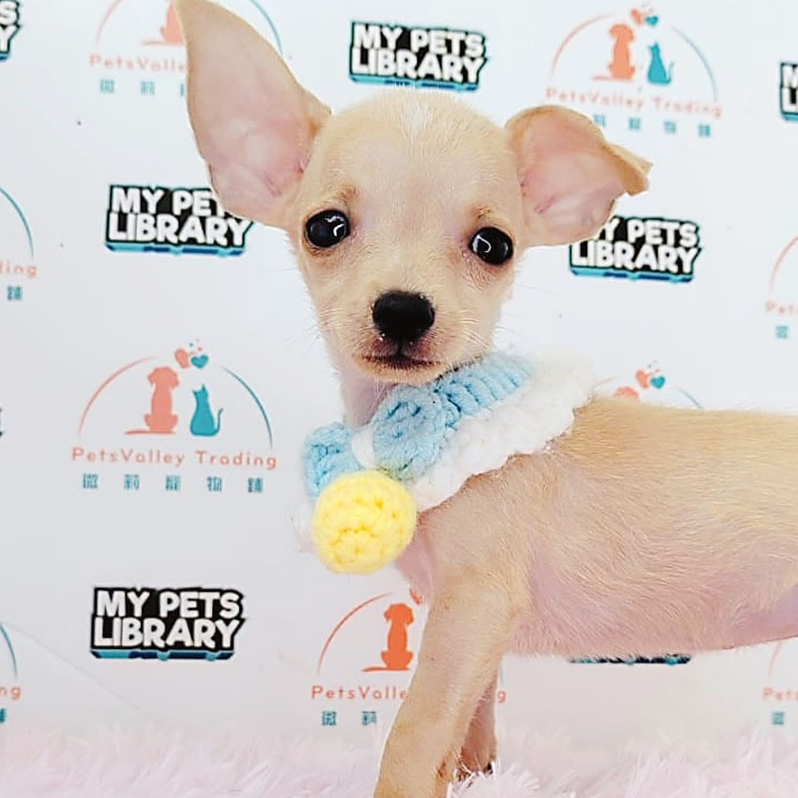 Shortcoat Chihuahua Puppy (Male) For Sale