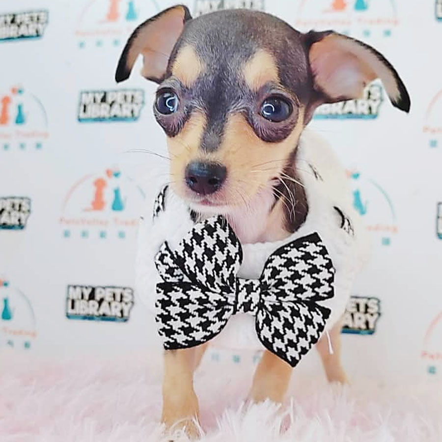 Shortcoat Chihuahua Puppy (Female) For Sale