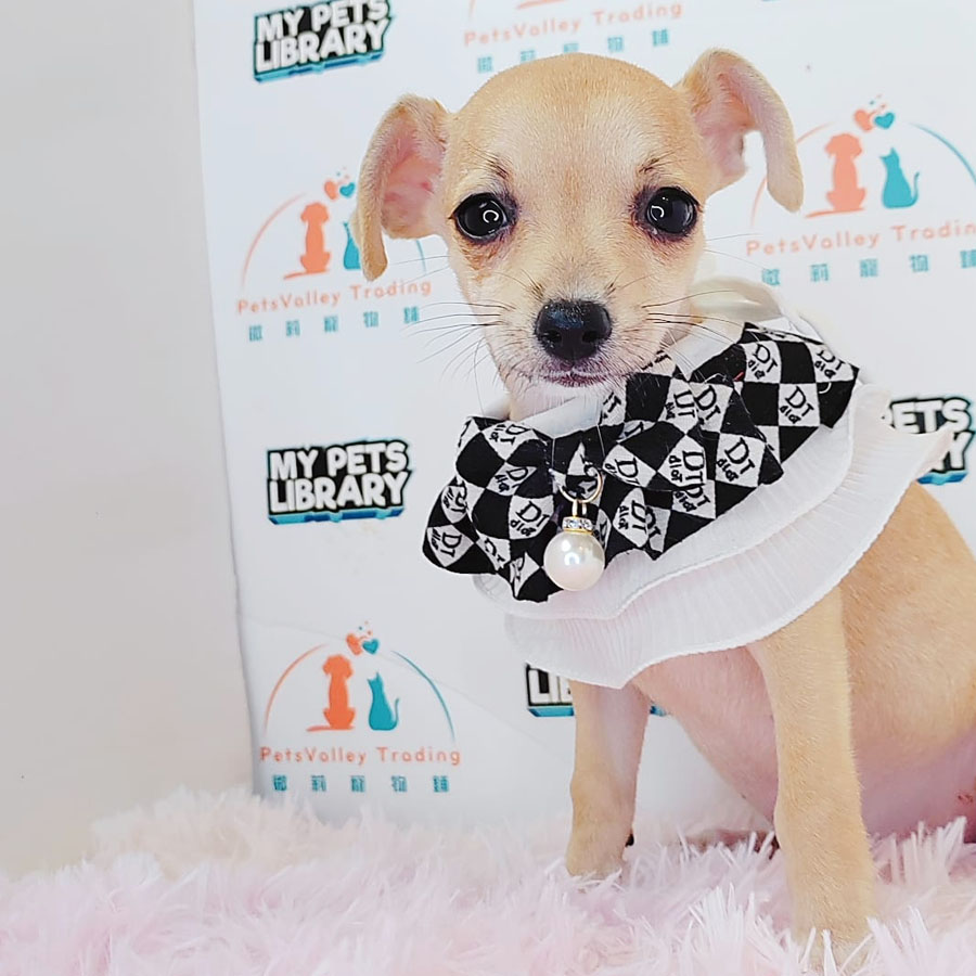 Shortcoat Chihuahua Puppy (Female) For Sale