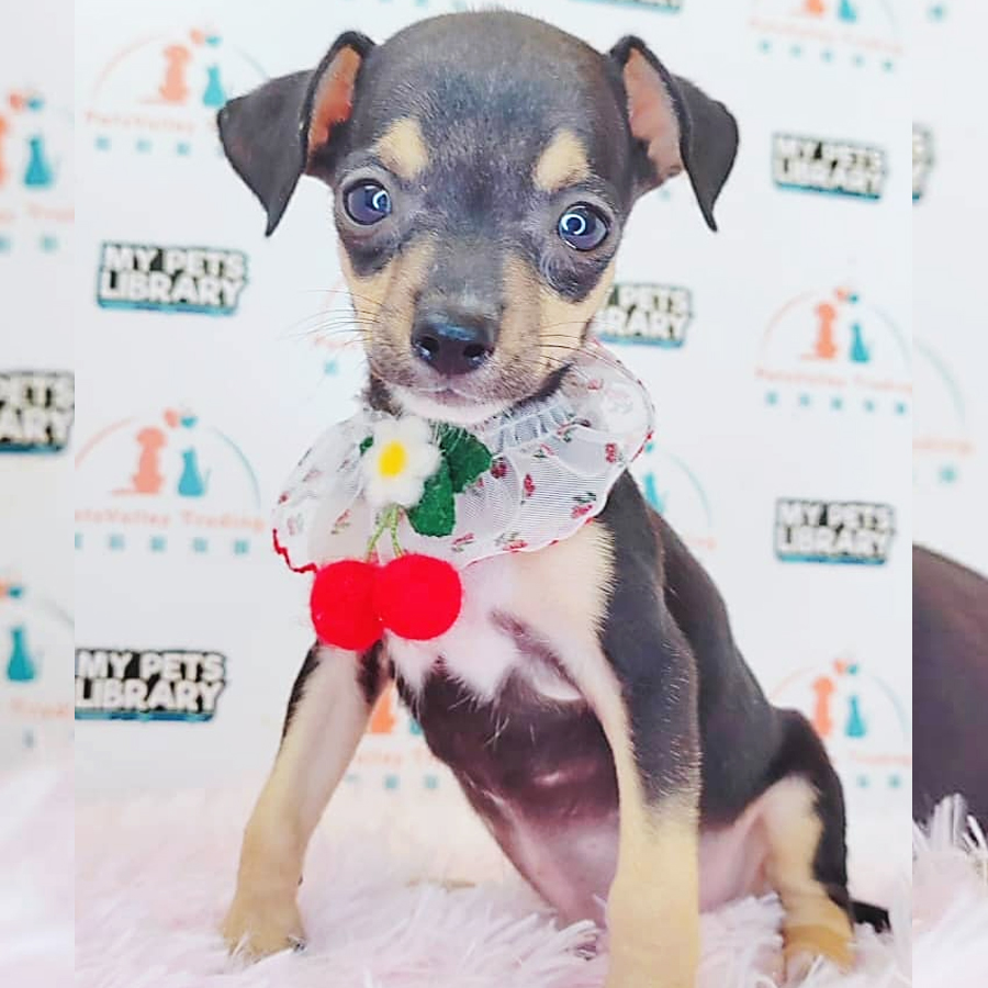 Shortcoat Chihuahua Puppy (Male) For Sale