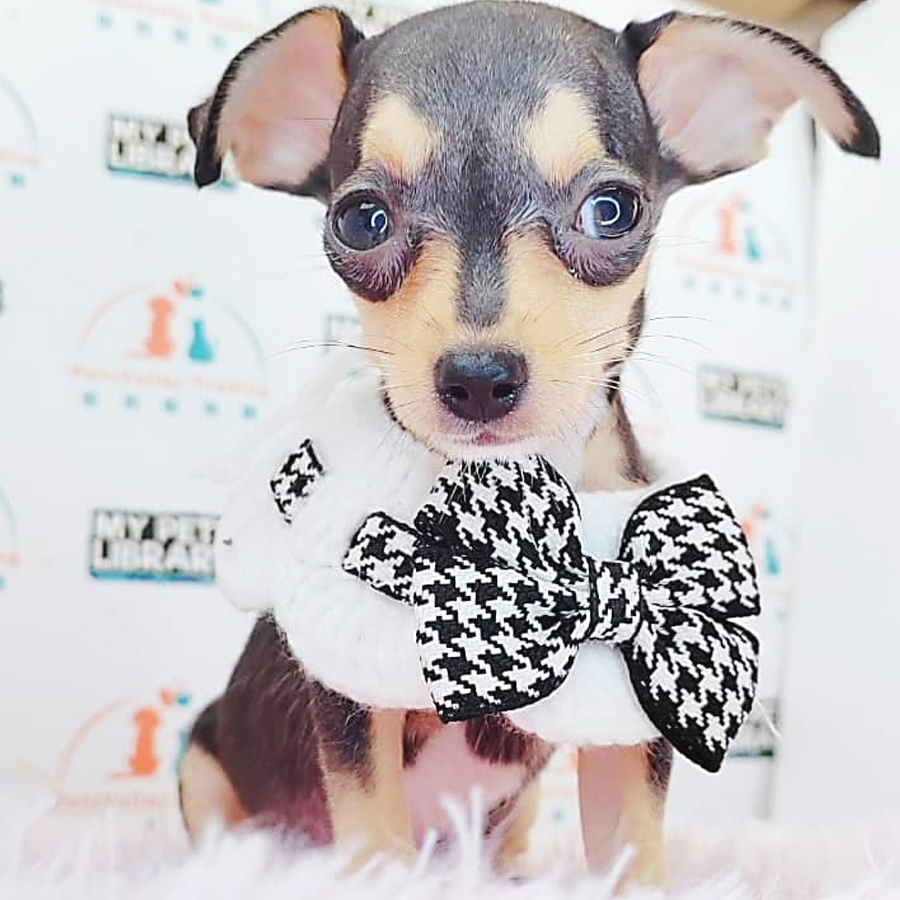 Shortcoat Chihuahua Puppy (Female) For Sale