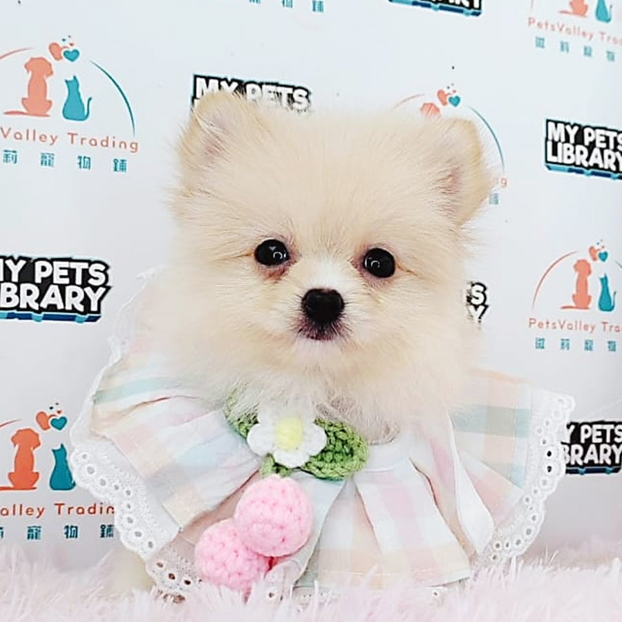 Pomeranian Puppy (Male) For Sale