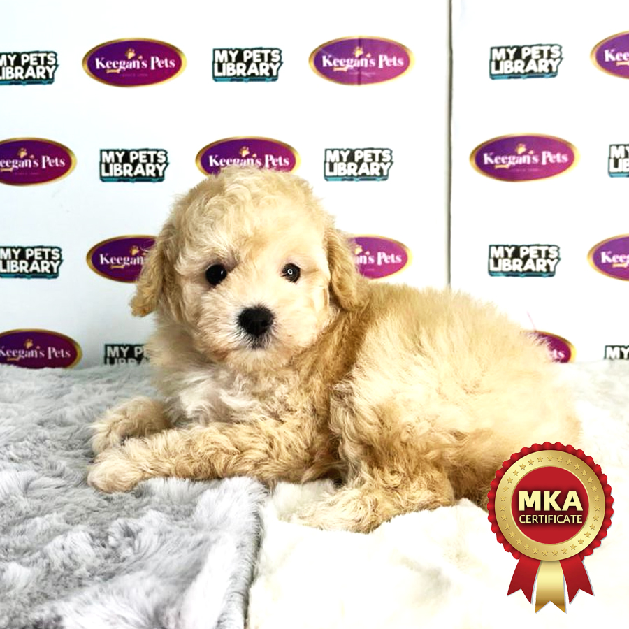 MKA Toy Poodle Puppy (Male) For Sale