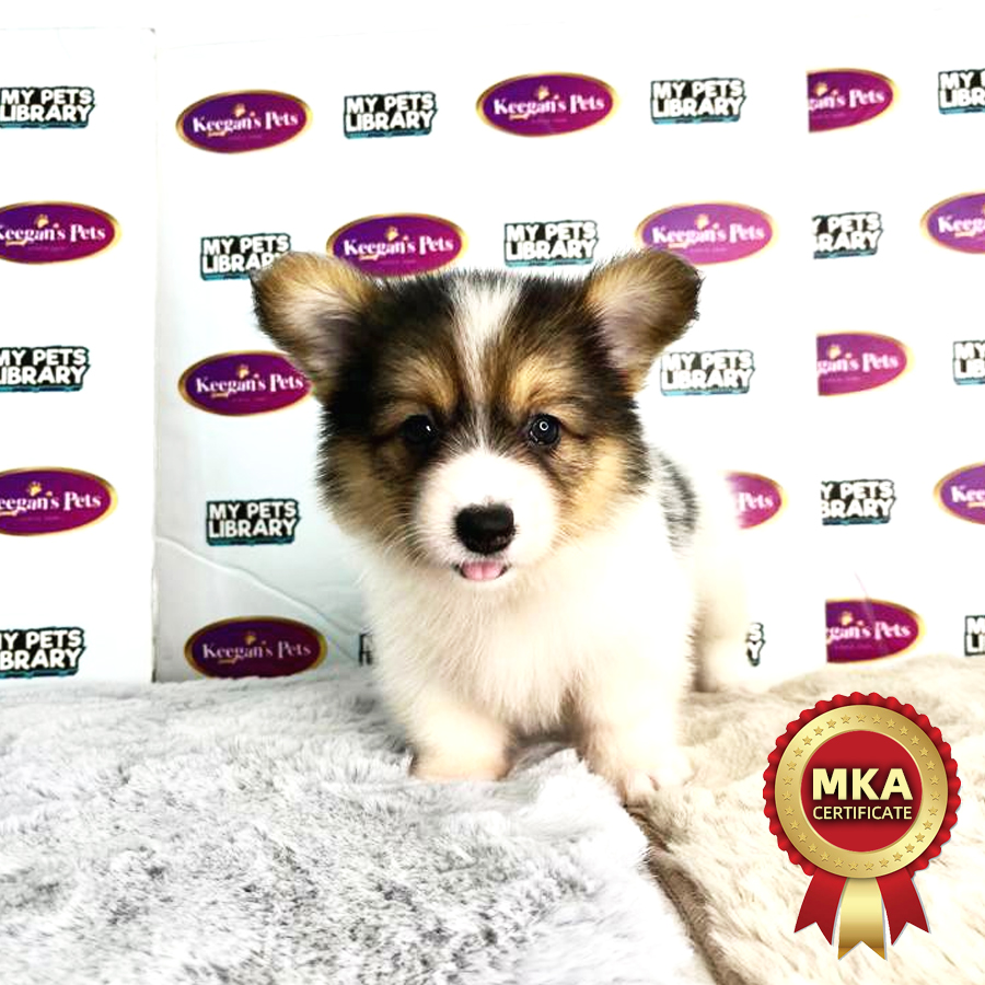 MKA Longcoat Welsh Corgi Puppy (Female) For Sale
