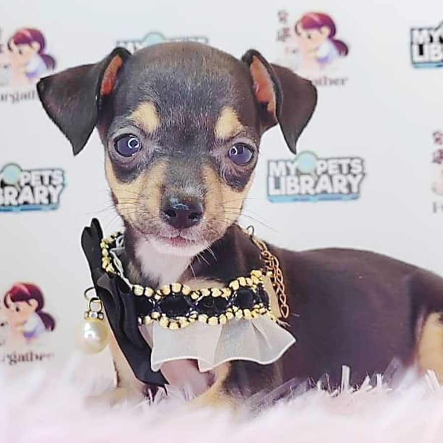 Shortcoat Chihuahua Puppy (Female) For Sale