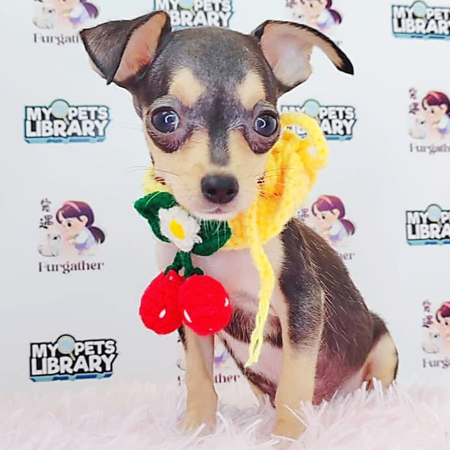 Shortcoat Chihuahua Puppy (Female) For Sale