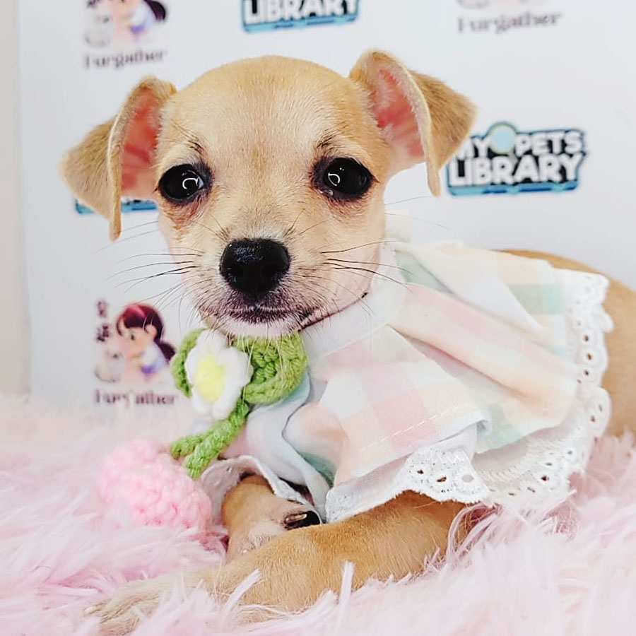 Shortcoat Chihuahua Puppy (Female) For Sale