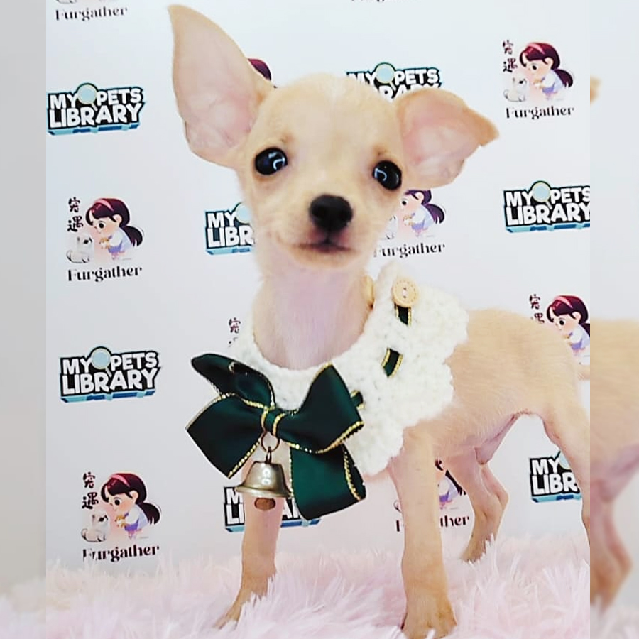 Shortcoat Chihuahua Puppy (Female) For Sale
