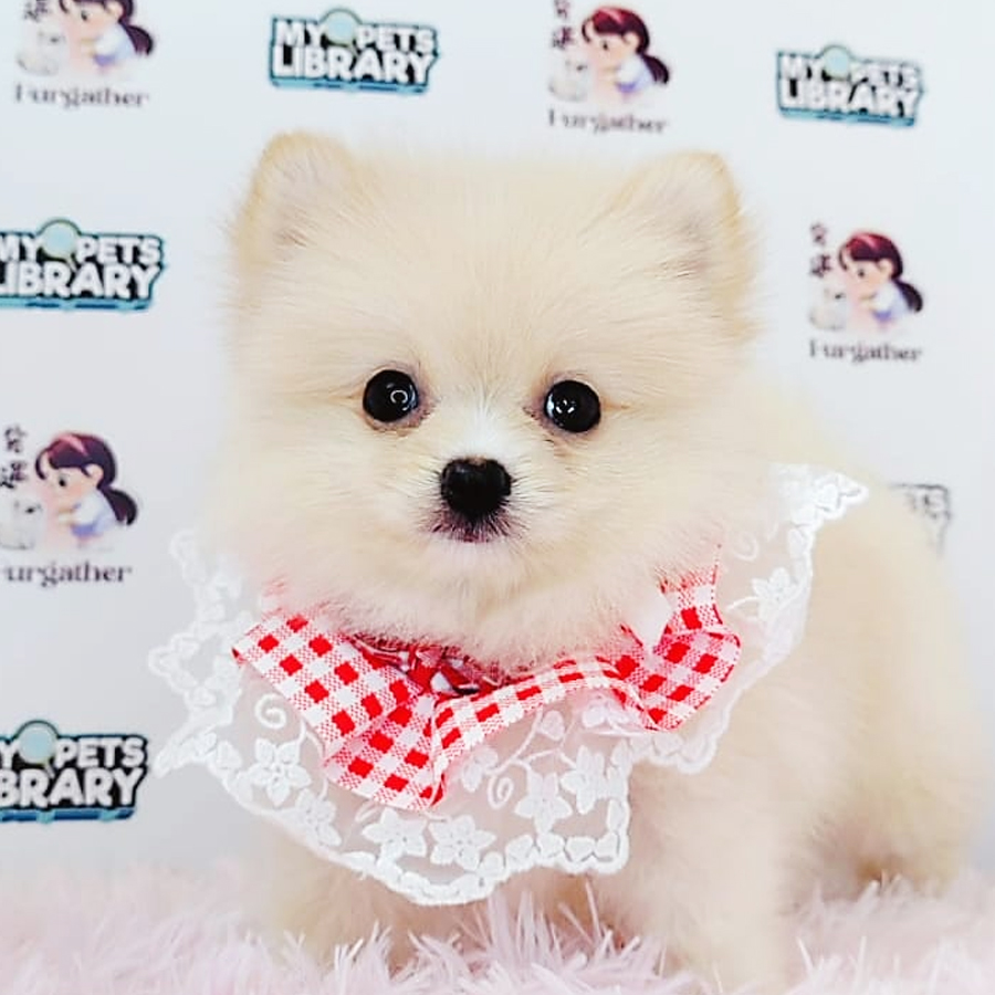 Pomeranian Puppy (Male) For Sale