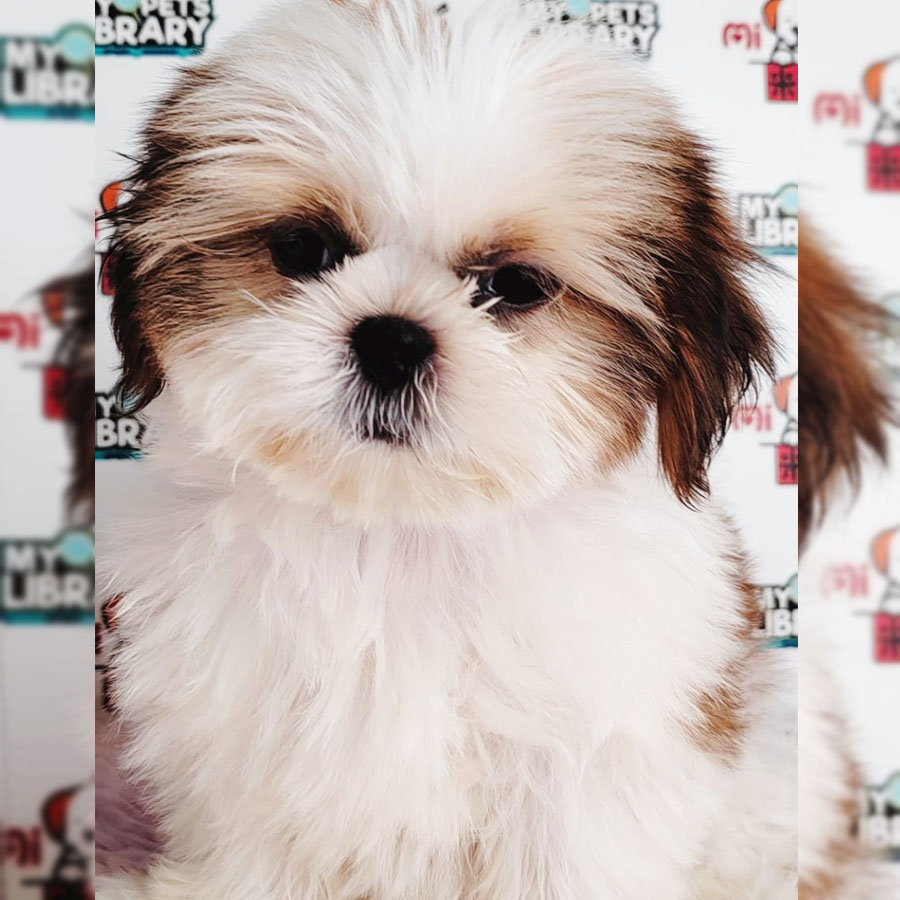 Shih Tzu Puppy (Female) For Sale
