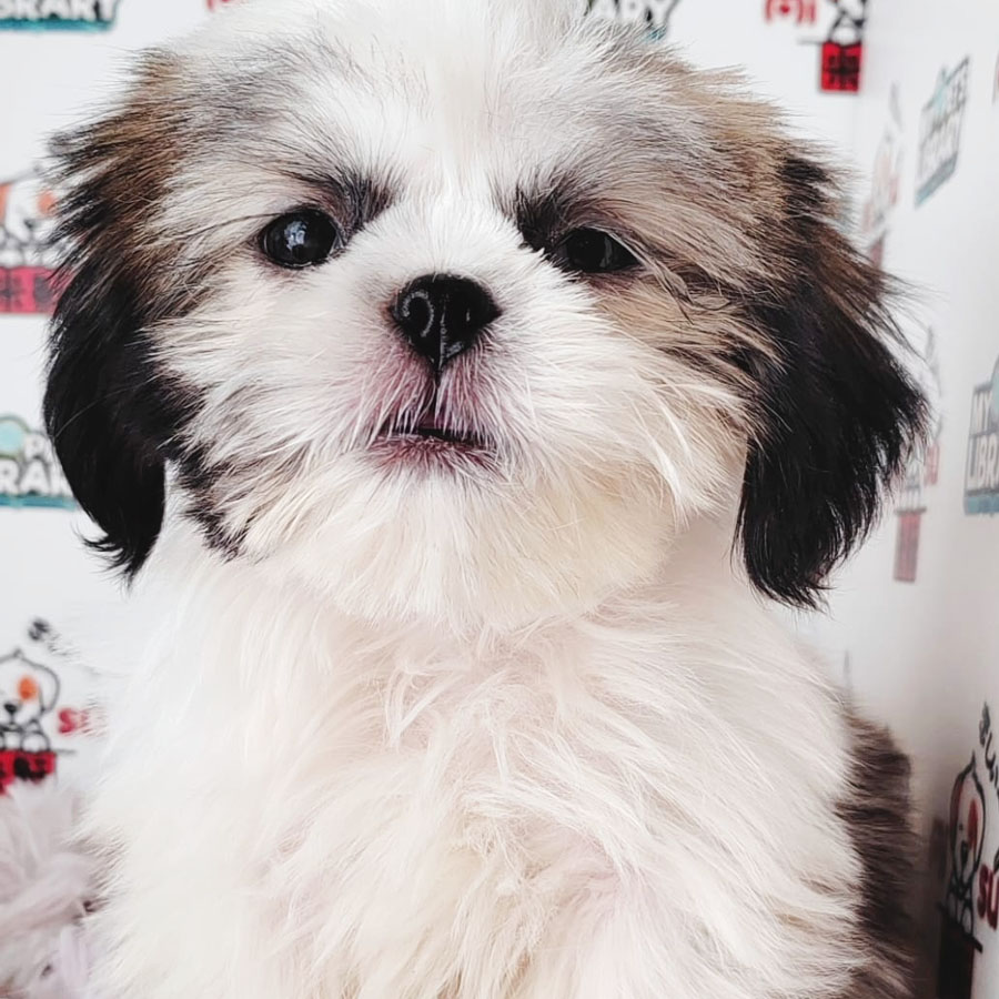 Shih Tzu Puppy (Female) For Sale