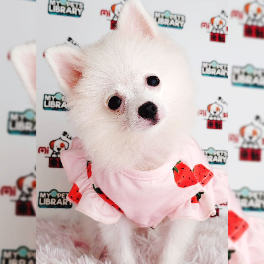 Pomeranian Puppy (Female) For Sale