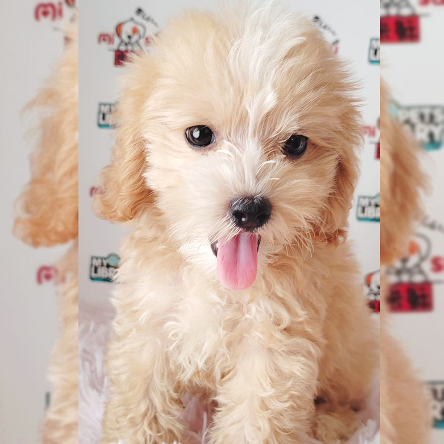 Tiny Poodle Puppy (Female) For Sale