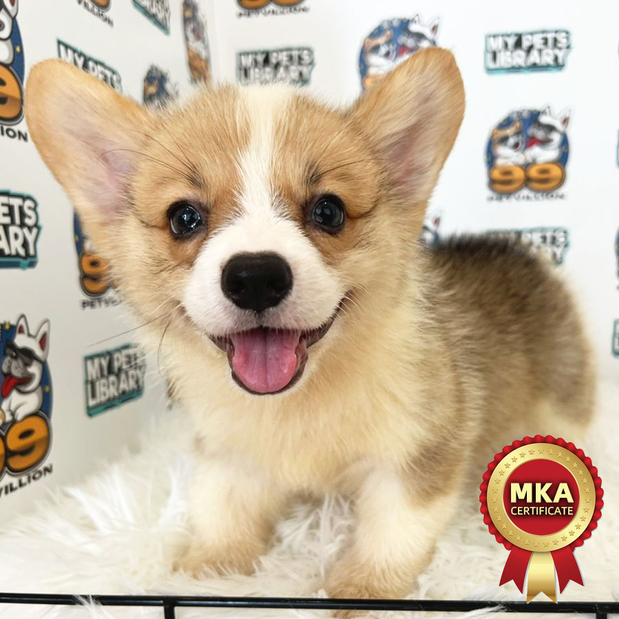 MKA Welsh Corgi Puppy (Male) For Sale
