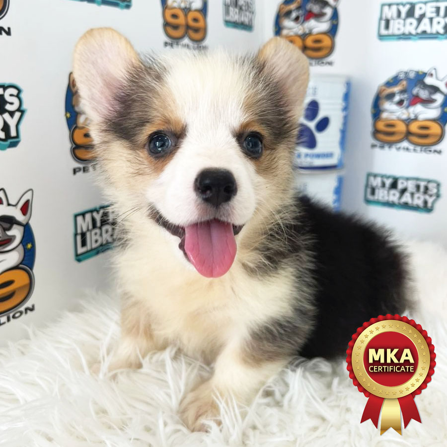 MKA Welsh Corgi Puppy (Female) For Sale