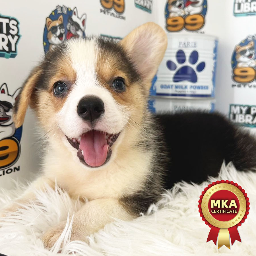 MKA Welsh Corgi Puppy (Male) For Sale