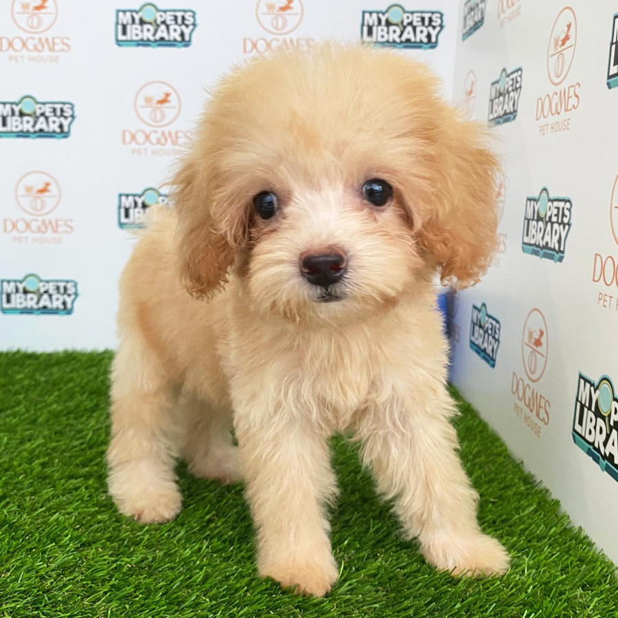 Toy Poodle Puppy (Female) For Sale