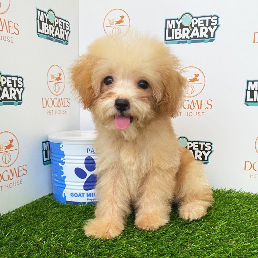 Toy Poodle Puppy (Female) For Sale