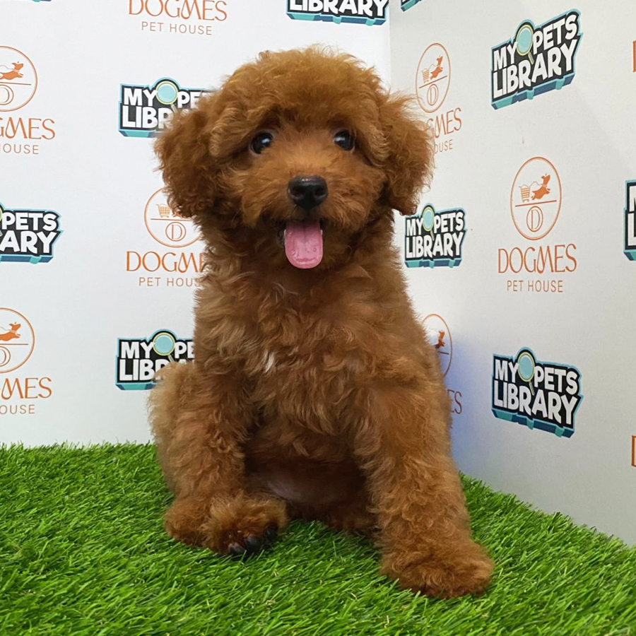 Toy Poodle Puppy (Female) For Sale