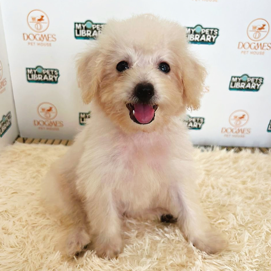 Maltipoo Puppy (Male) For Sale
