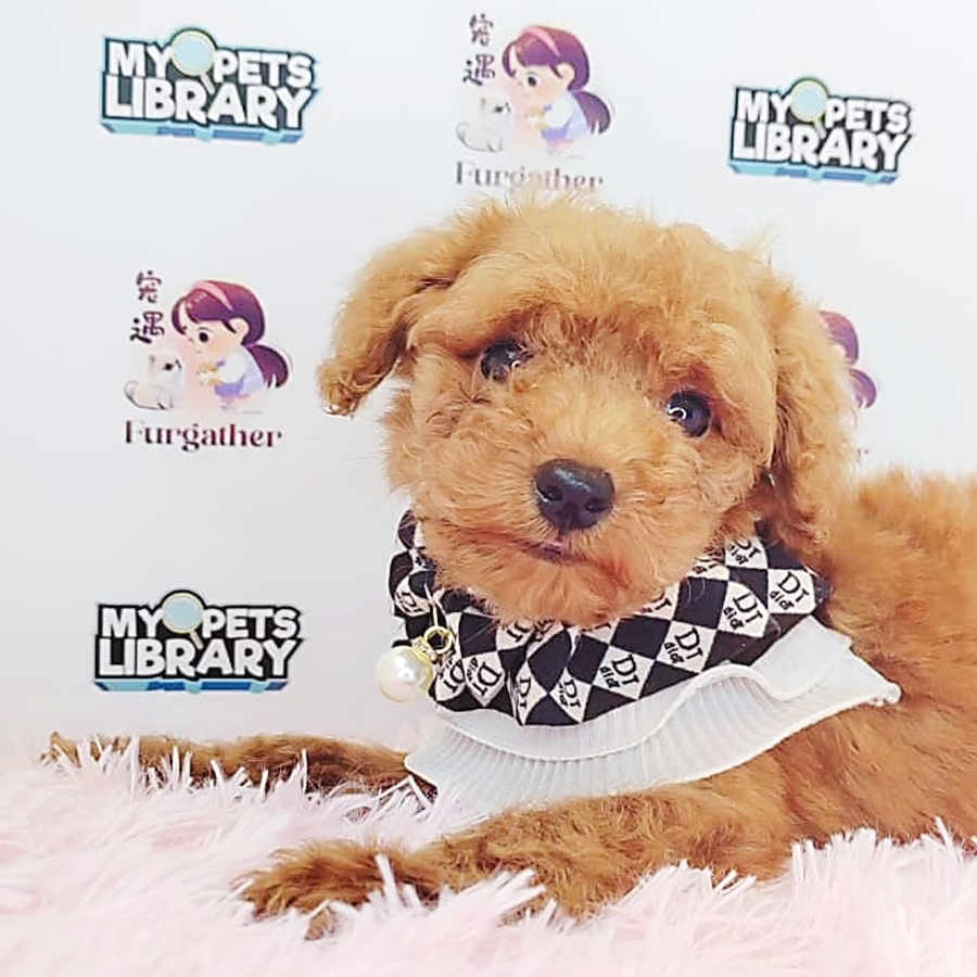 Toy Poodle Puppy (Male) For Sale