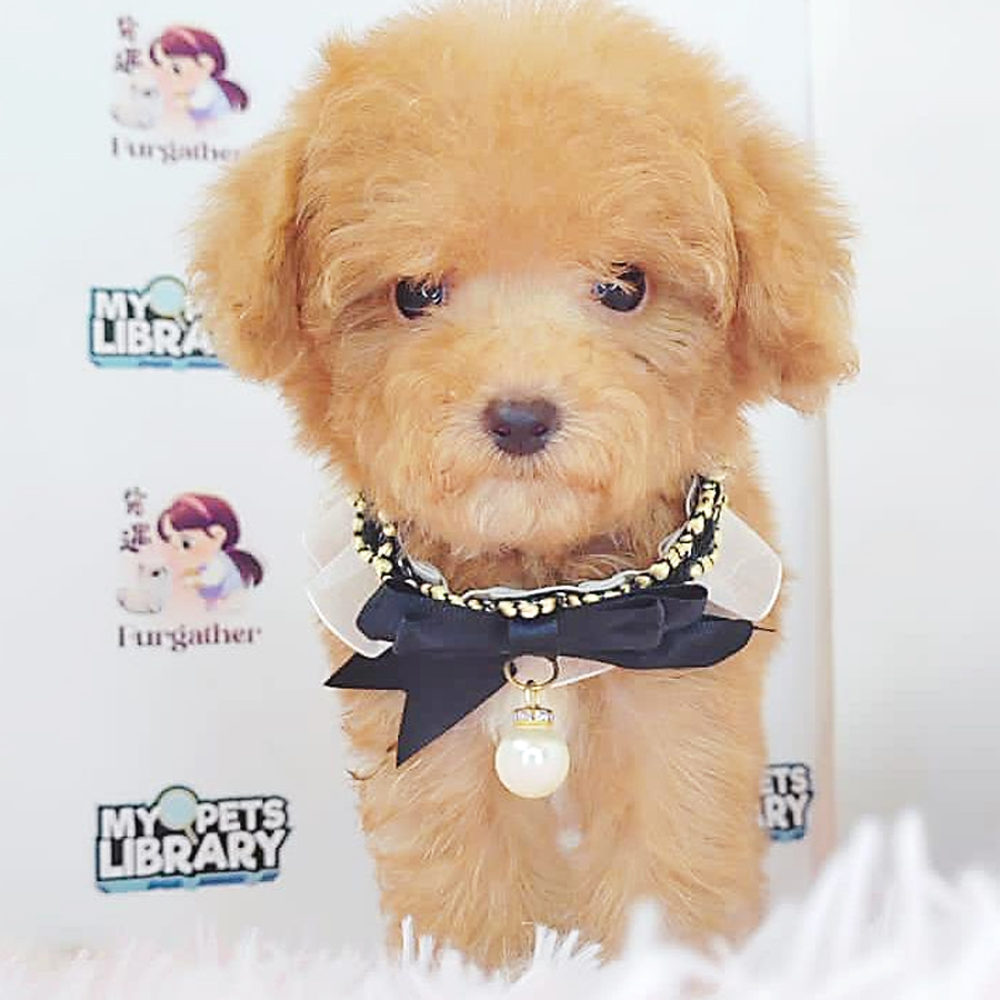 Toy Poodle Puppy (Male) For Sale