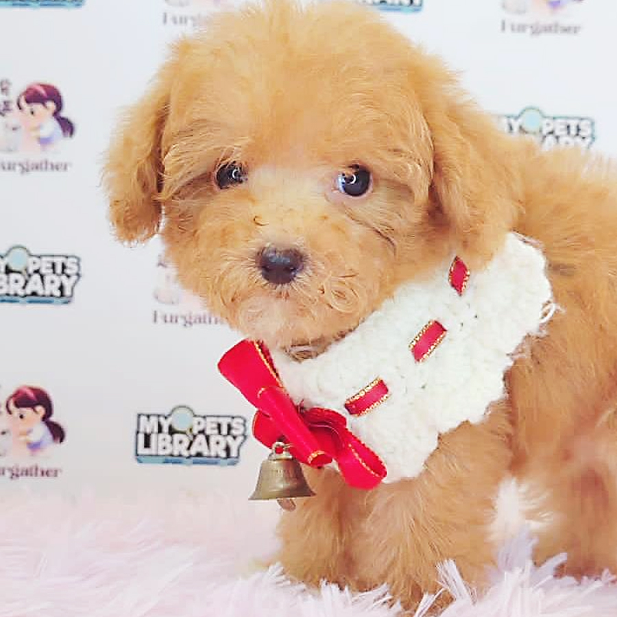 Toy Poodle Puppy (Female) For Sale