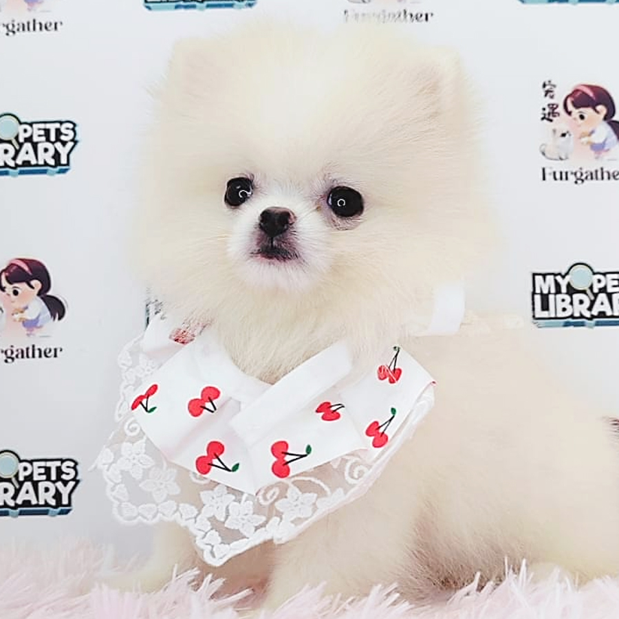 Pomeranian Puppy (Female) For Sale