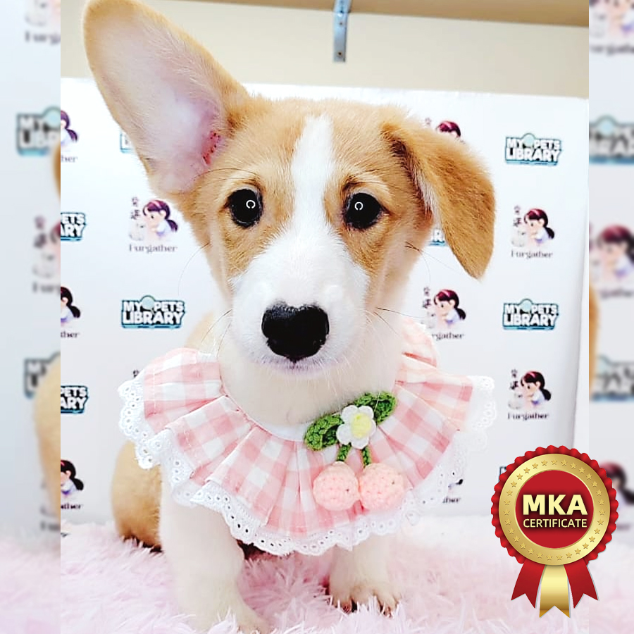 MKA Welsh Corgi Puppy (Female) For Sale