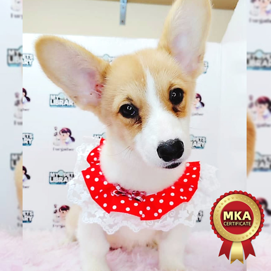 MKA Welsh Corgi Puppy (Female) For Sale