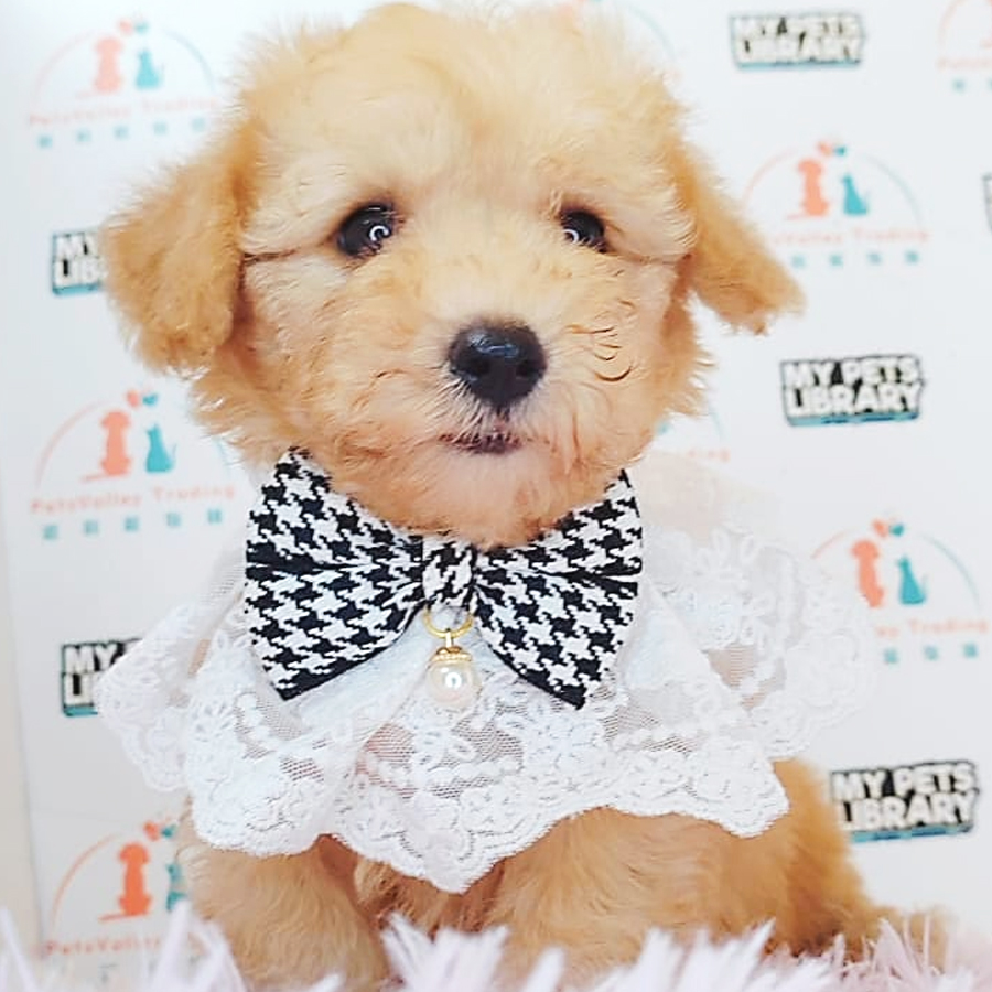 Toy Poodle Puppy (Male) For Sale