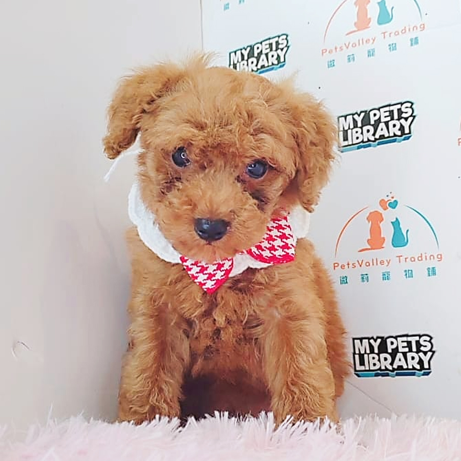 Toy Poodle Puppy (Male) For Sale