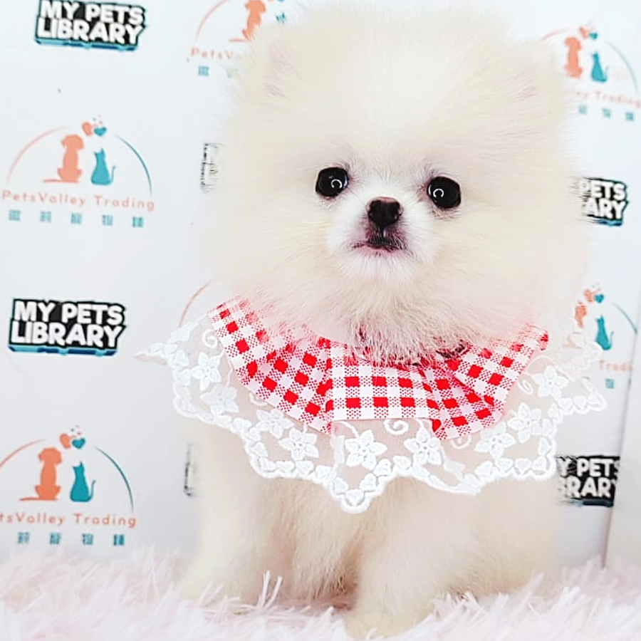 Pomeranian Puppy (Female) For Sale