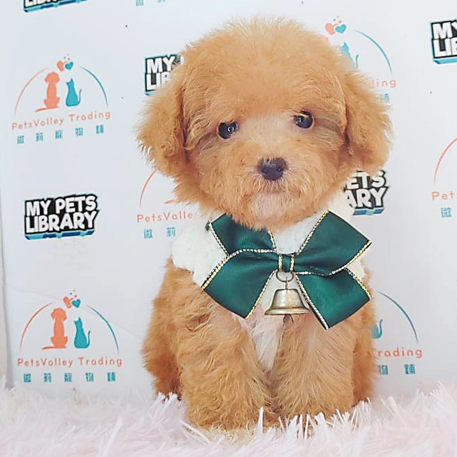 Tiny Poodle Puppy (Male) For Sale