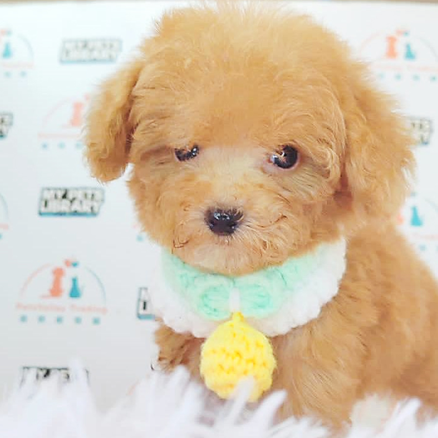 Tiny Poodle Puppy (Female) For Sale
