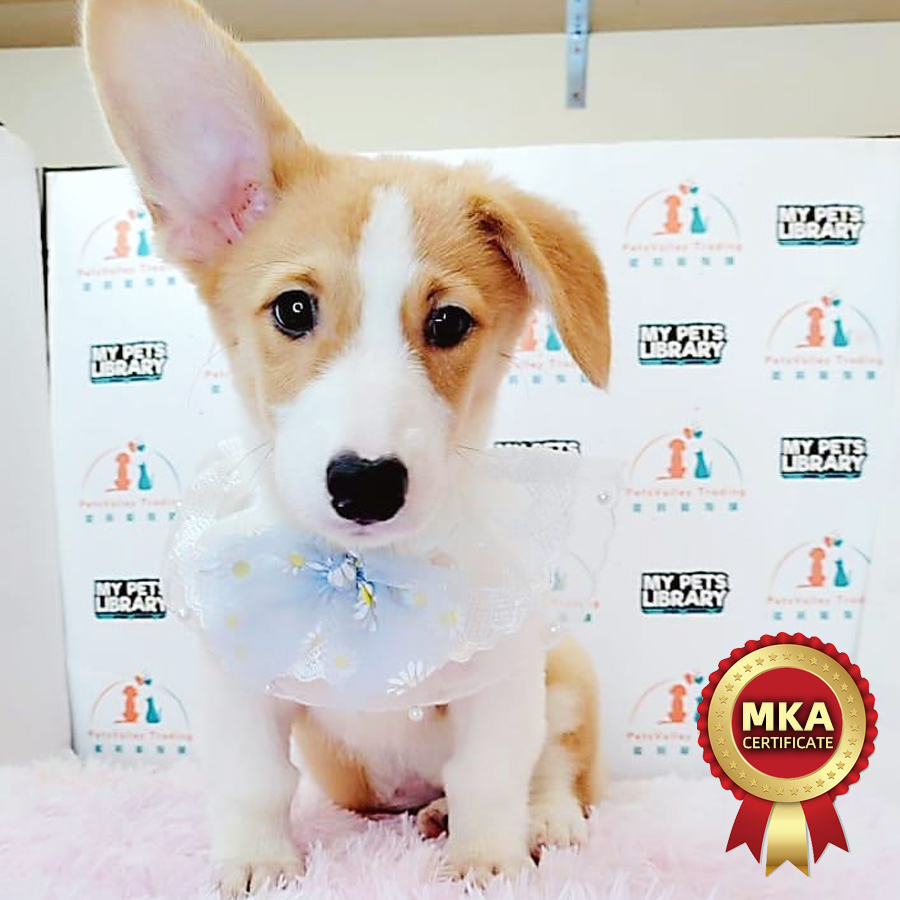 MKA Welsh Corgi Puppy (Female) For Sale