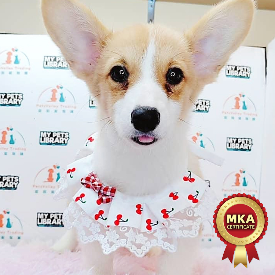 MKA Welsh Corgi Puppy (Female) For Sale