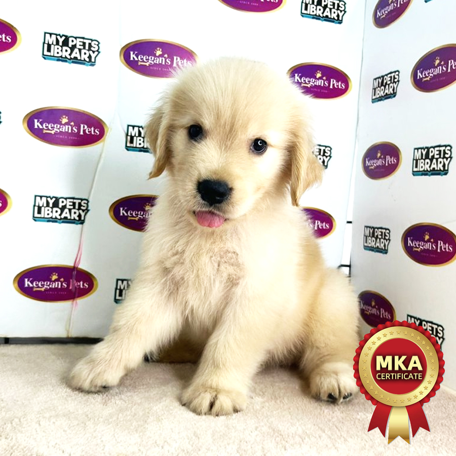 MKA Golden Retriever Puppy (Male) For Sale