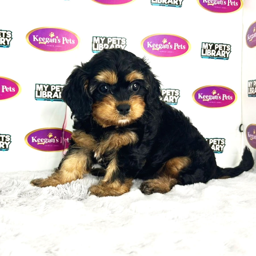 Cavapoo Puppy (Female) For Sale