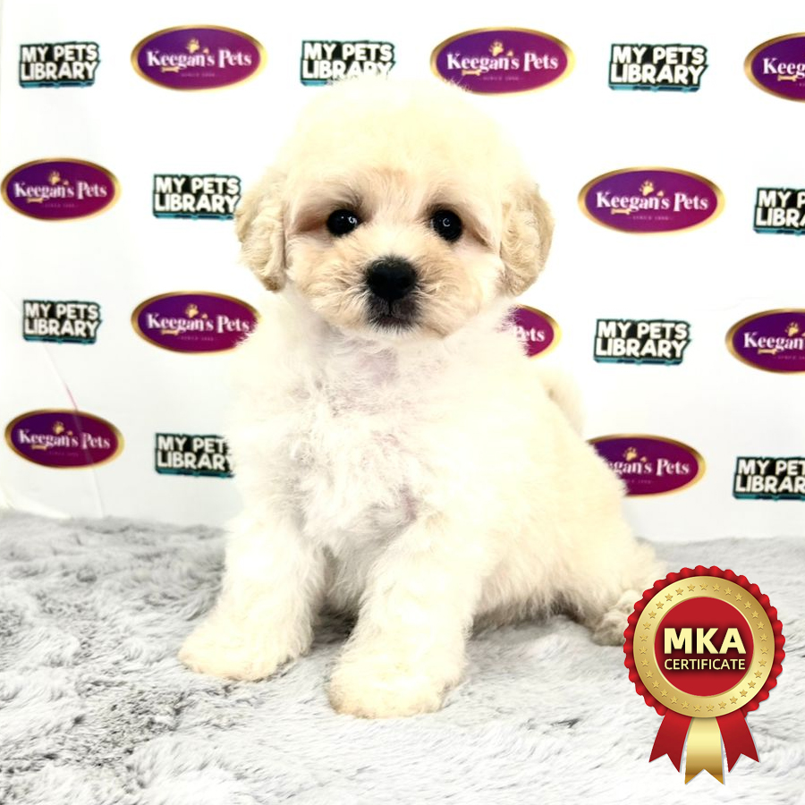 MKA Bichon Frise Puppy (Female) For Sale