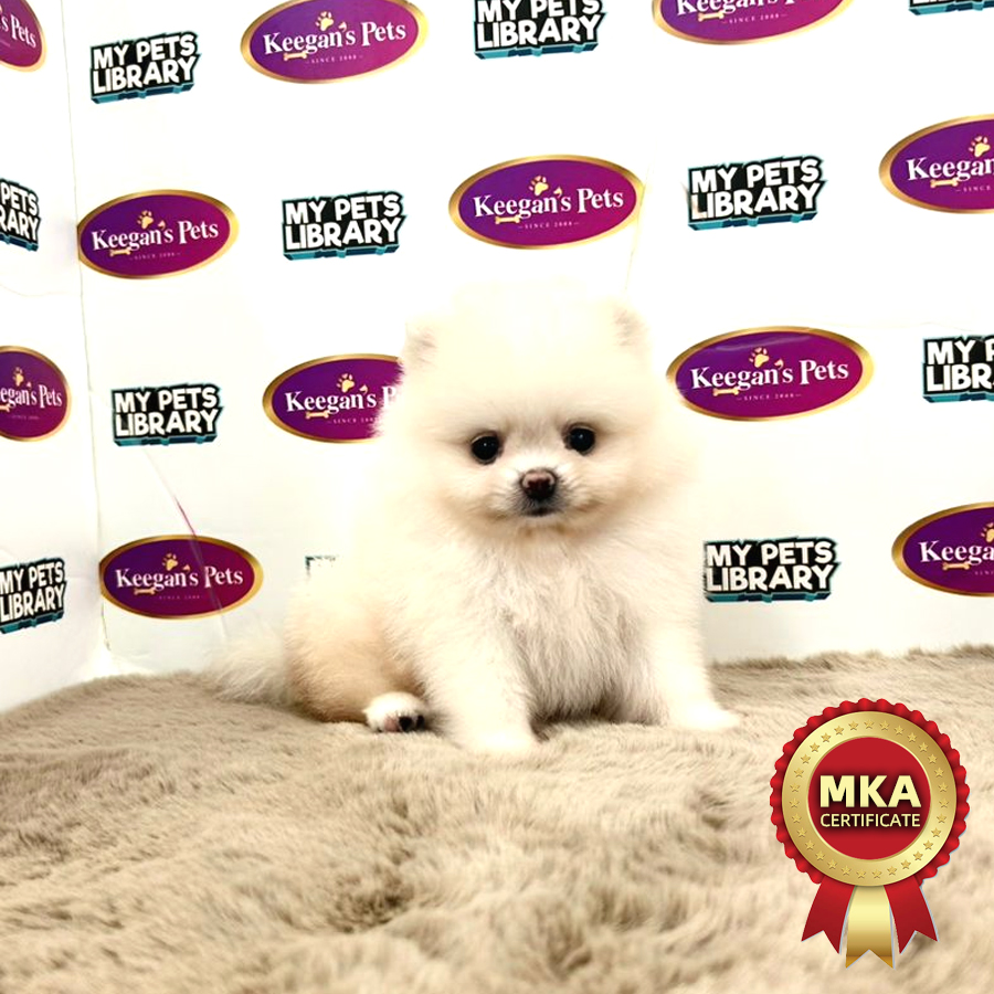 MKA Pomeranian Puppy (Female) For Sale