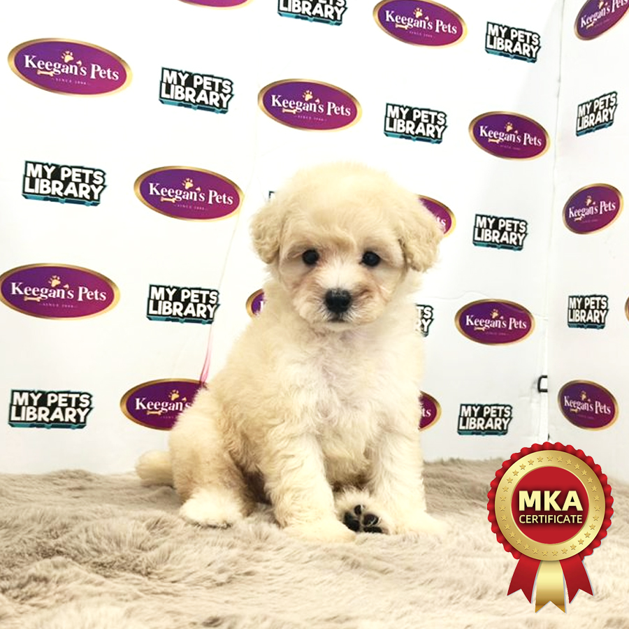 MKA Toy Poodle Puppy (Female) For Sale