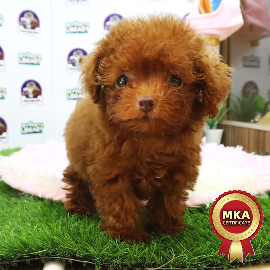 MKA Toy Poodle Puppy (Female) For Sale
