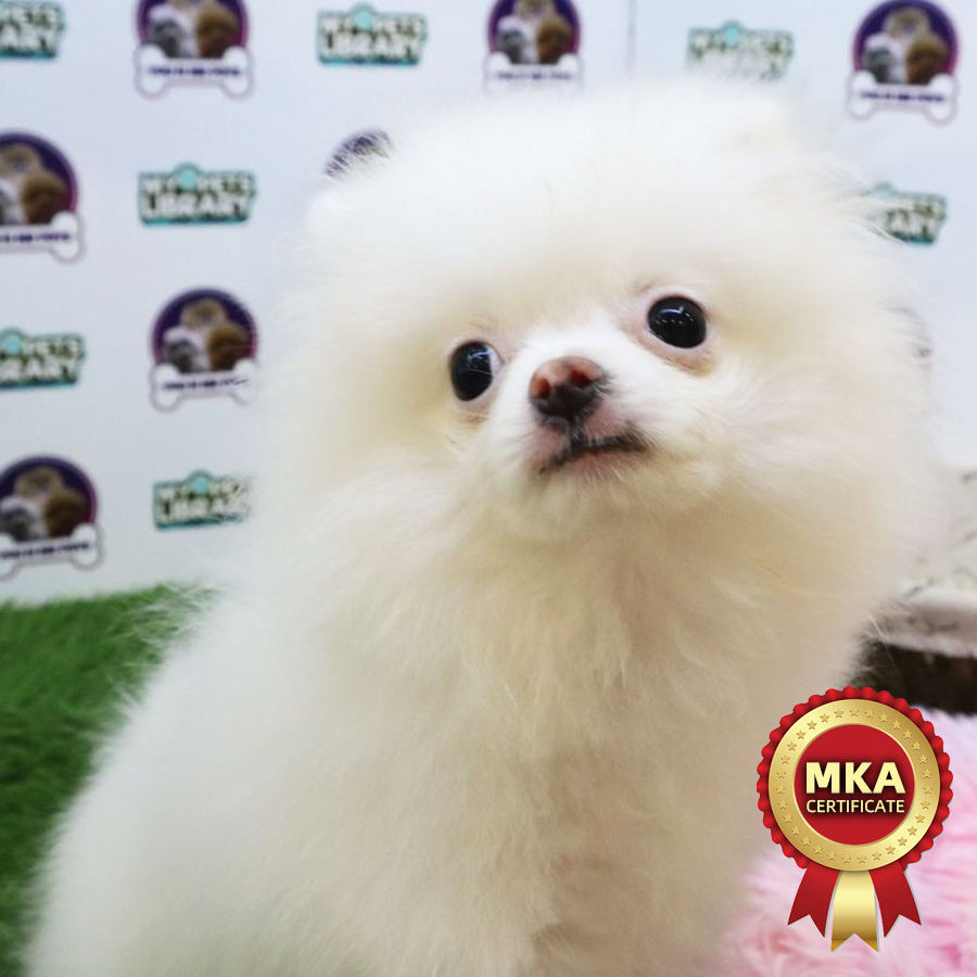 MKA Tiny Pomeranian Puppy (Female) For Sale